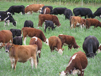 Cattle Grazing September 2011